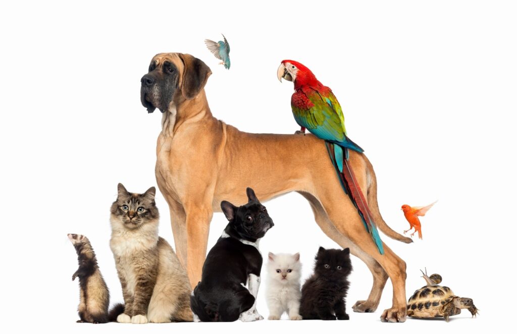 Pet Medications